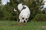 BOULEDOGUE AMERICAIN 276